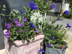 写真 2016-04-30 10 25 43